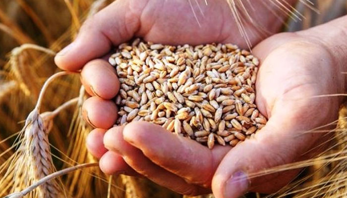 گندم افغانستان بھیجنے کا معاملہ، پاکستان کی WFP کی تجویز