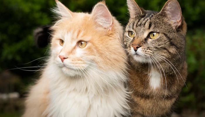 فرانس میں معمر شخص کے گھر سے 100مردہ بلیاں برآمد