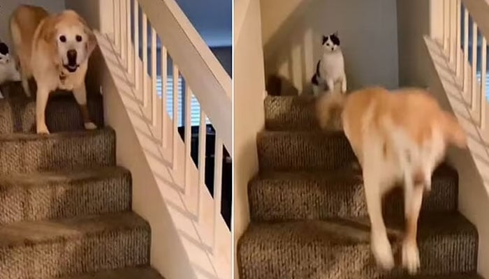بلی نے کتے کو سیڑھیوں سے دھکا دے دیا