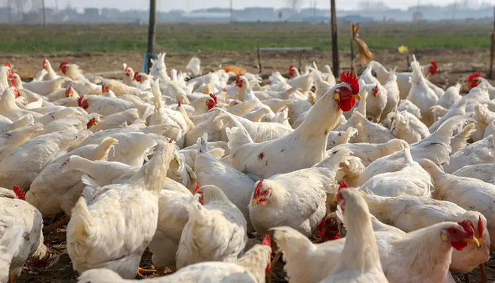 ڈنمارک میں برڈ فلو، سعودی عرب کی مرغی اور انڈوں کی درآمد پر پابندی