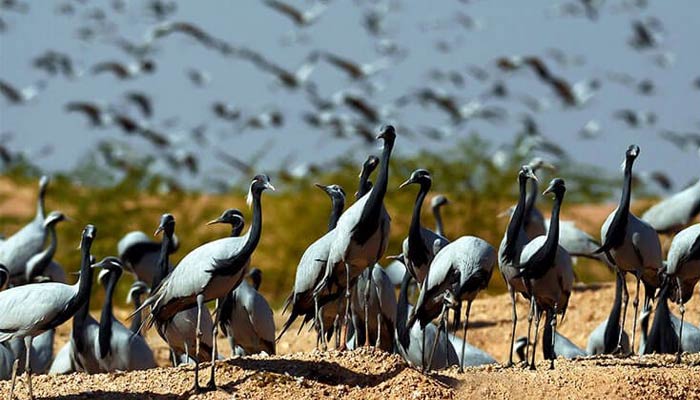ماہرین جنگلی حیات کے مطابق بلوچستان ان پرندوں کا گیٹ وے یعنی گزرگاہ ہے۔