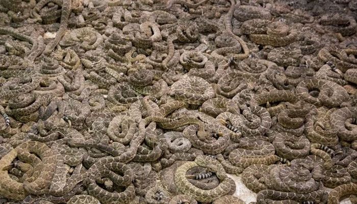 امریکا: میری لینڈ میں گھر سے لاش کے ساتھ 124 سانپ برآمد