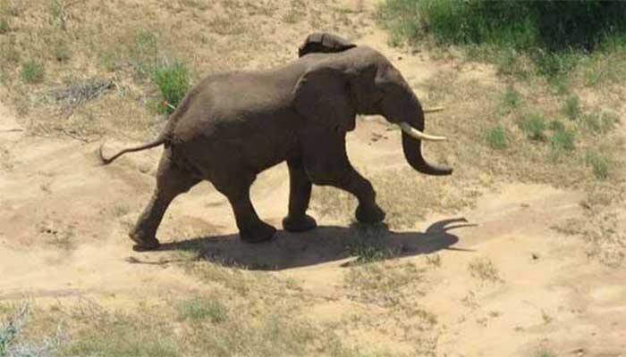 یوگنڈا میں بدمست ہاتھی نے سعودی سیاح کو کچل ڈالا