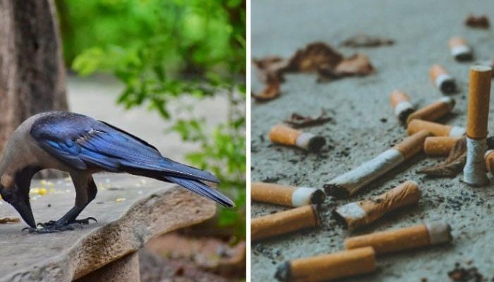 سوئیڈن: کوؤں کو سگریٹ کے ٹوٹے اُٹھانے کی ذمہ داری سونپ دی گئی