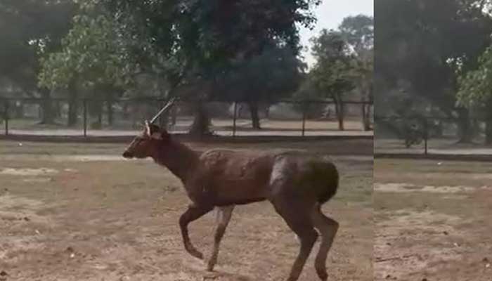 بھارتی سرحد عبور کرکے نایاب ہرن پاکستان آگیا