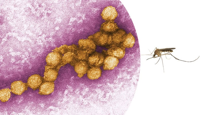 مچھروں سے پھیلنے والی نئی بیماری ’ویسٹ نائل‘ بخار کے شواہد ملنے لگے