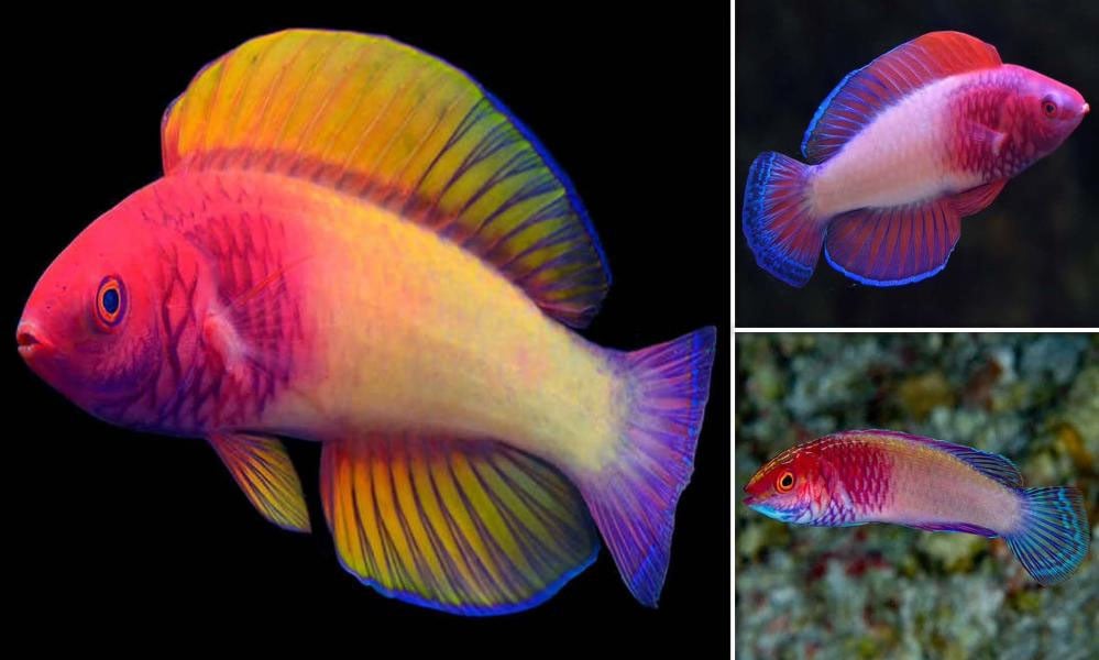 مالدیپ میں 7 رنگوں والی مچھلی دریافت