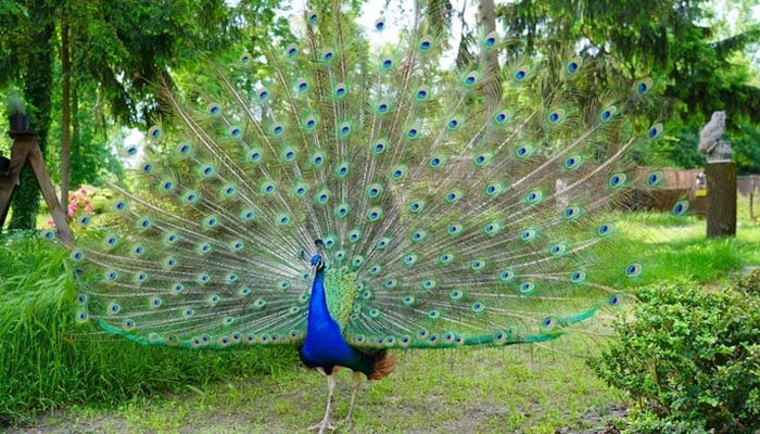 مور کی دُم کے پنکھ اُگنے میں کتنے سال لگتے ہیں؟