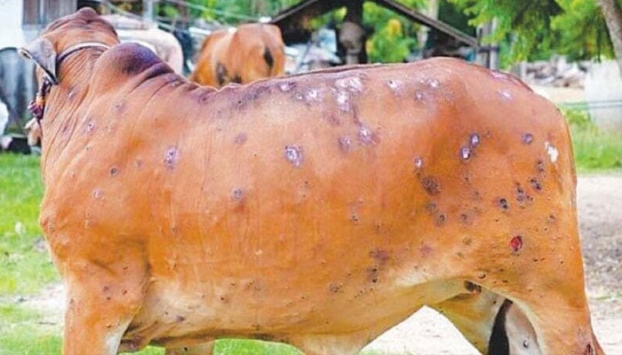سندھ، تاحال27 ہزار 734 گائے لمپی وائرس کا شکار