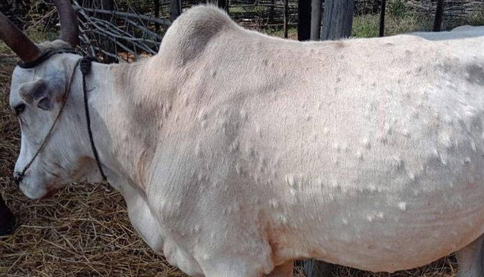 سندھ میں جانوروں میں لمپی وائرس ویکسین لگانے کا آغاز