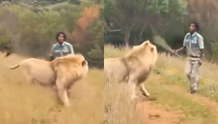 شیر لاٹھی والے شخص سے ڈر گیا