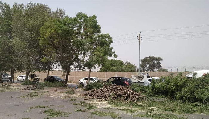 کراچی ریڈ لائن منصوبے پر سیکڑوں درختوں کو کاٹ دیا گیا