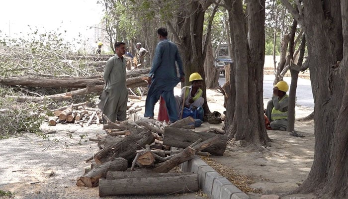 کراچی: بی آر ٹی ریڈلائن منصوبے کی راہ میں آنے والے درختوں کی کٹائی جاری