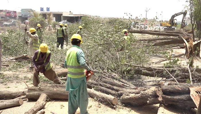 کراچی: بی آر ٹی ریڈلائن منصوبے کی راہ میں آنے والے درختوں کی کٹائی جاری