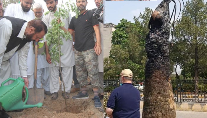 جماعت اسلامی نے ڈی چوک میں جلائے گئے پودوں کی جگہ نئے پودے لگادیے