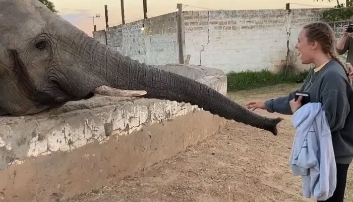 تصویر کھینچنے پر افریقی ہاتھی نے لڑکی کو اپنی سونڈ دے ماری
