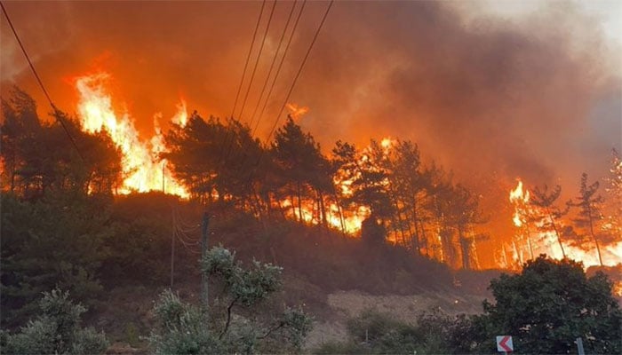 بلند مقامات میں درختوں پر آگ لگنے کے واقعات تھم نہ سکے