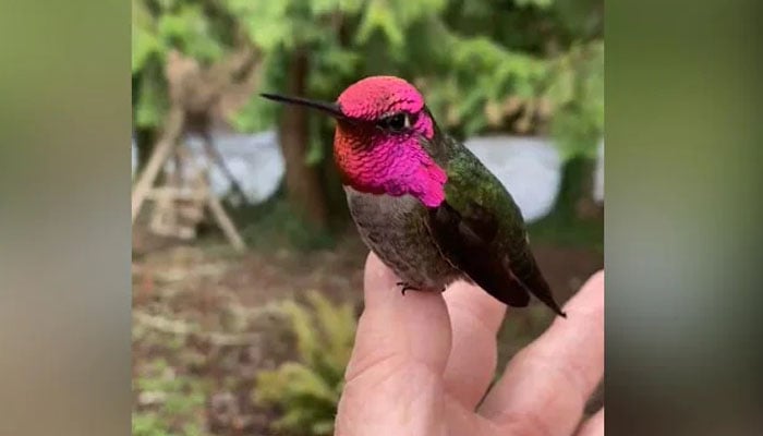 رنگ بدلنے والے پرندے کی ویڈیو وائرل