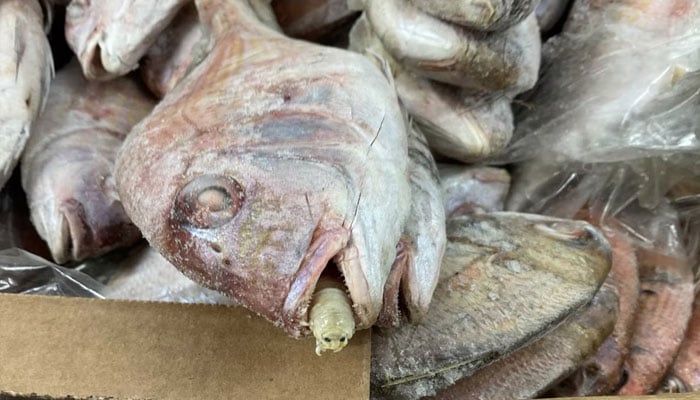 برطانیہ، درآمد شدہ مچھلیوں میں زبان خور کیڑے کی موجودگی کا انکشاف