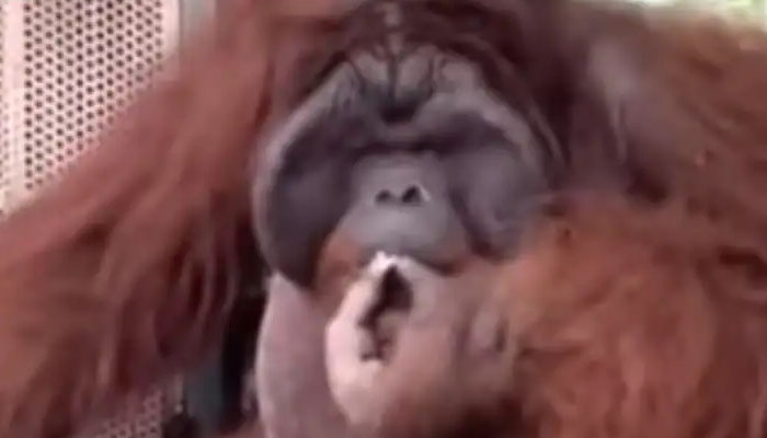 چڑیا گھر میں بندر کے سگریٹ پینے کی ویڈیو وائرل