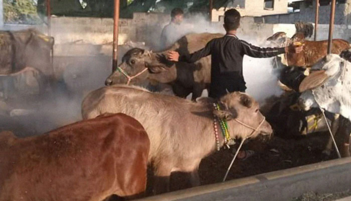 خیبرپختونخوا: لمپی اسکن سے ہلاک مویشیوں کی تعداد 257 ہوگئی