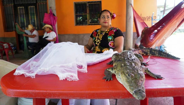 میکسیکو کے میئر کی دلہن مگرمچھ کو میز پر رکھا گیا ہے—بشکریہ غیر ملکی میڈیا
