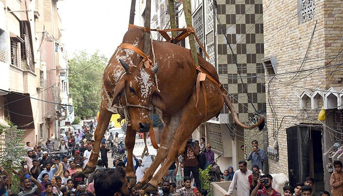 کراچی میں ایک بیل کو کرین کے ذریعے عمارت سے نیچے اُتارا جا رہا ہے۔