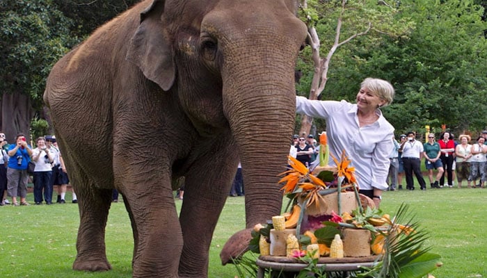 دنیا کی طویل العمر ہتھنی 65 برس کی عمر میں انتقال کر گئی