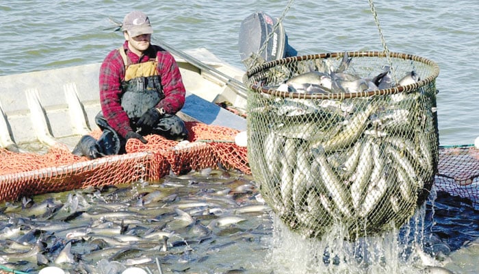 سمندر کی صحت، ماہی گیری اور مچھلی کا مستقبل