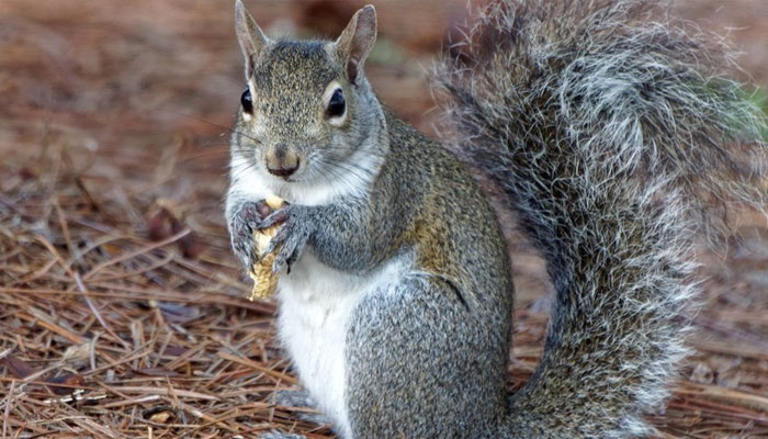 سڑی ہوئی ناشپاتی کھا کر گلہری کو نیند کے جھونکے آگئے