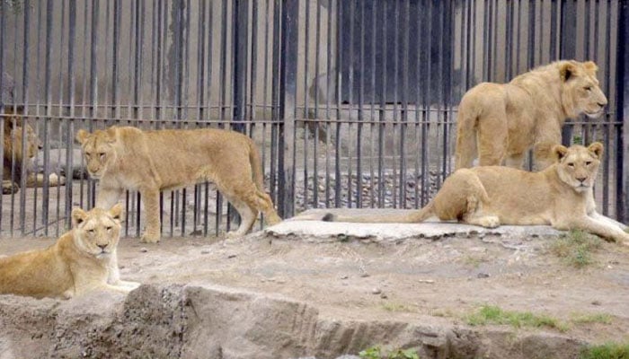 گزشتہ برس لاہور چڑیا گھر کے 14 شیروں کو فروخت کیا گیا تھا/ فائل فوٹو