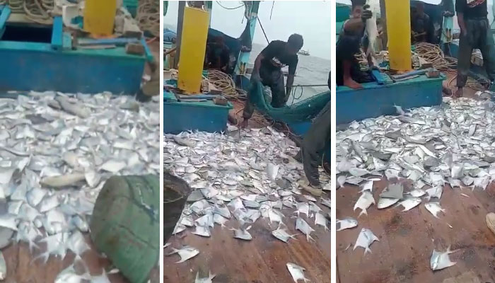 کراچی: ماہی گیروں کے ہاتھ بڑی تعداد میں پاپلیٹ مچھلی لگ گئی