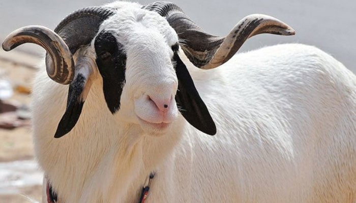 سینیگال: نایاب نسل کا لادوم بھیڑ، قیمت کار سے بھی زیادہ