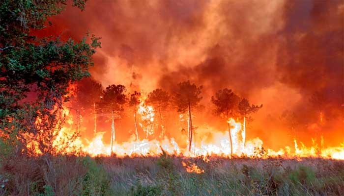 یورپ میں اس سال ساڑھے 6 لاکھ ہیکٹر سے زائد رقبے پر جنگلات جل گئے
