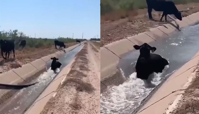 گائے کی نہر میں تیرنے کی ویڈیو وائرل