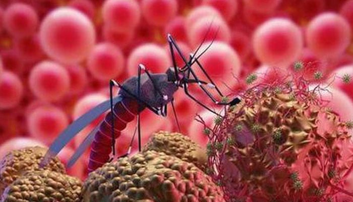ملیریا اور ڈینگی  سے بچاؤ کیلئے کونسی تدابیر اختیار کریں؟
