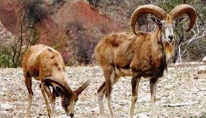 Bahawalpur: 5 rare species of deer died in the zoo