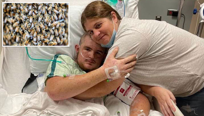 The bee-hunting boy comes out of his coma
