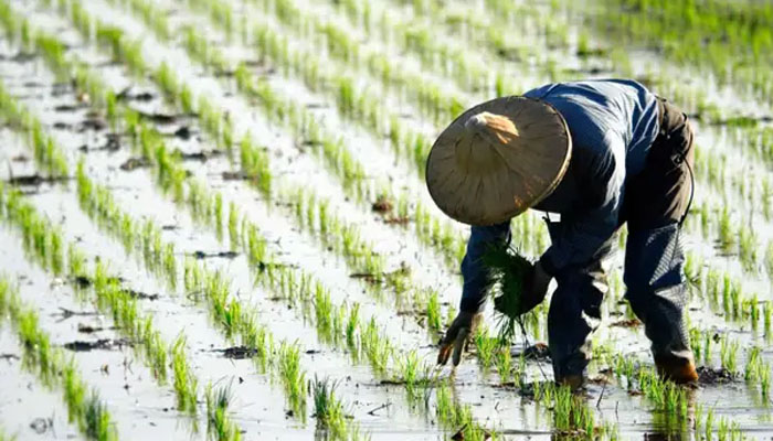 چینی سائنسدانوں نے خلائی چاول کی پہلی فصل کاشت کرلی
