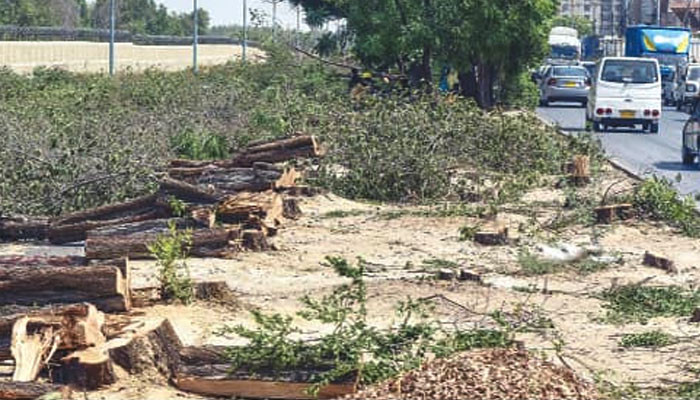 Red Line Bus Project, cut down trees transplanted in Ilha Deen Park, Manager Trans Karachi