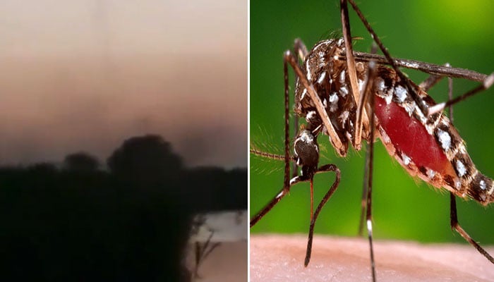 There is fear of mosquito spreading diseases in flood affected areas