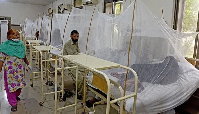 سندھ: ڈینگی کے بڑھتے کیسز، 44 اسپتالوں میں ڈینگی وارڈ قائم