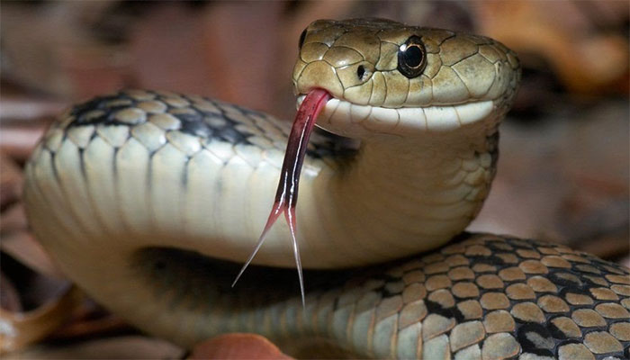 لاڑکانہ: سانپ کے ڈسنے سے بچی کی موت کی عدالتی تحقیقات کروانے کا فیصلہ، ایس ایس پی