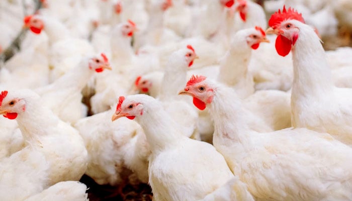 سعودی عرب مرغی کے گوشت کی پیداوار میں خود کفیل ہوگیا