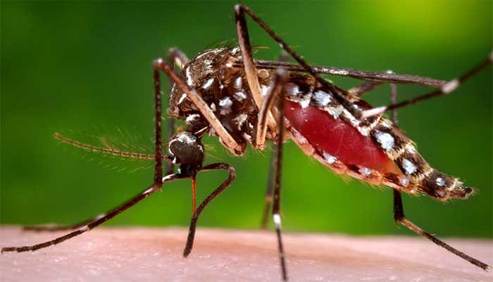 Dengue virus confirmed in 341 people in Sindh today, Health Department