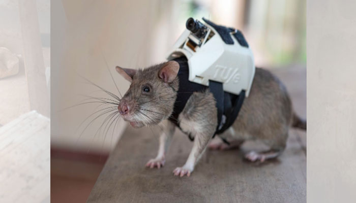 تنزانیہ میں ریسکیو آپریشنز کے لیے چوہوں کی تربیت