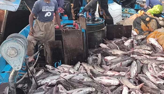 کراچی: لاکھوں روپے مالیت کی کھگا مچھلی ماہی گیروں کے ہاتھ لگ گئی