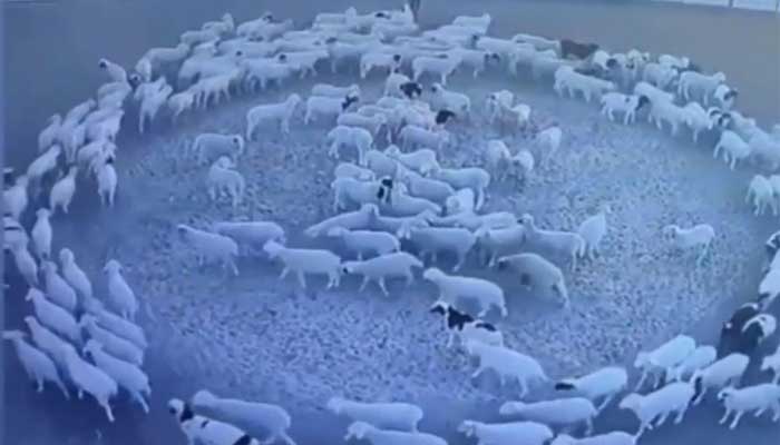 چین: بھیڑوں کا ریوڑ ’چکر پہ چکر‘ کھیلنے لگا