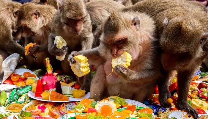 تھائی لینڈ میں بندروں کیلئے دعوت کا اہتمام