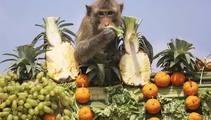 تھائی لینڈ میں بندروں کیلئے دعوت کا اہتمام